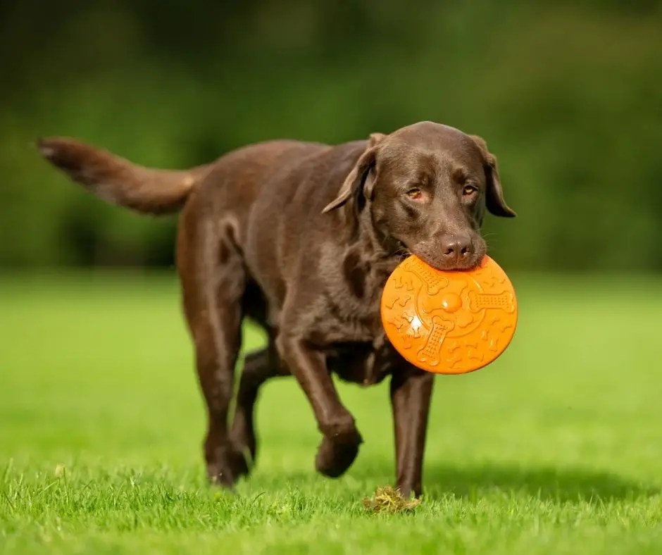 How Much Are Labrador Retriever? Labrador Story