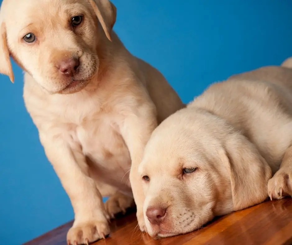 What Colors Do Labrador Retrievers Come IN? Labrador Story