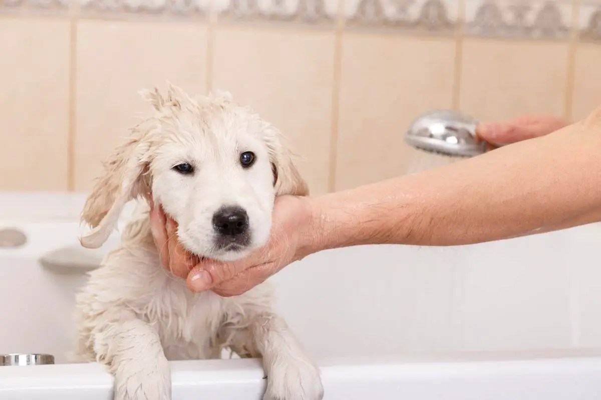 How To Bathe A Puppy Labrador at Lance Taylor blog