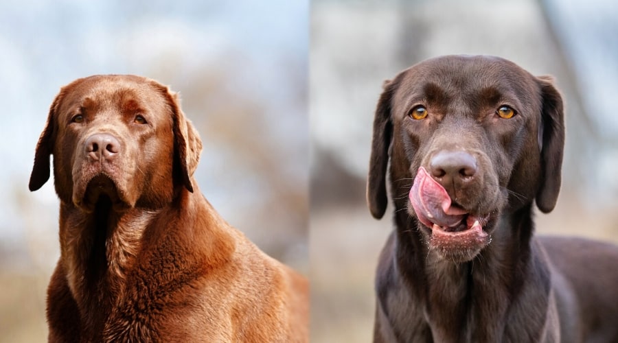 American Lab vs English Lab Let's The Fight Begin! Labrador Time