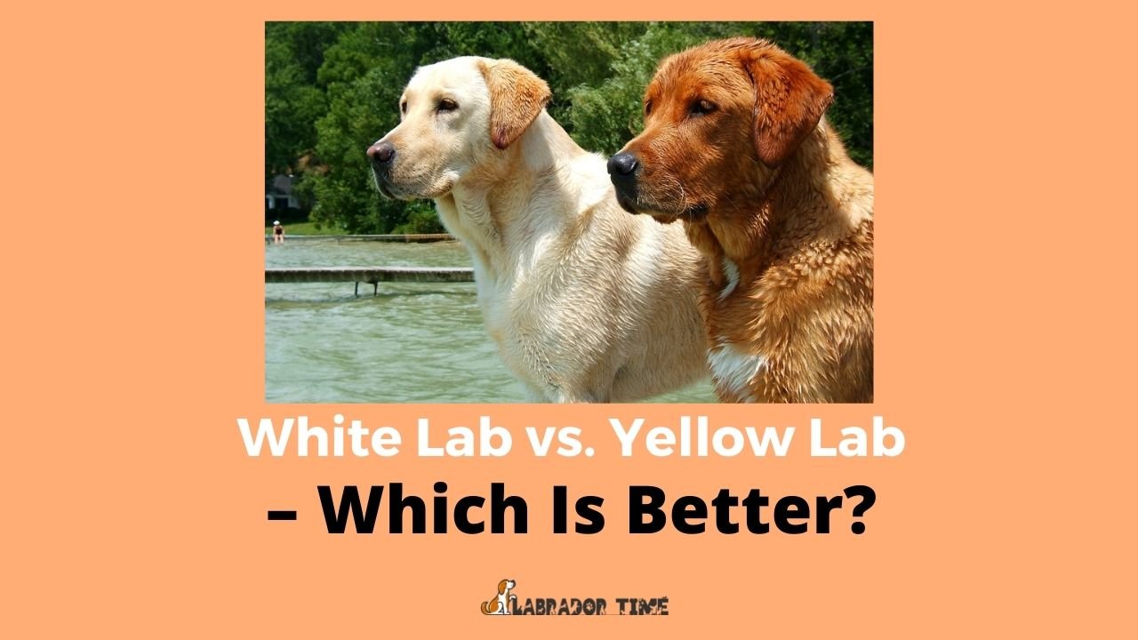 White Lab vs Yellow Lab Which Is Better? Labrador Retriever