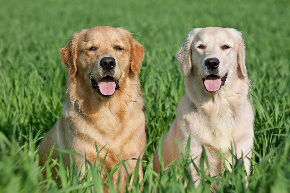 Champagne Lab vs Yellow Lab Characteristics, Similarities and