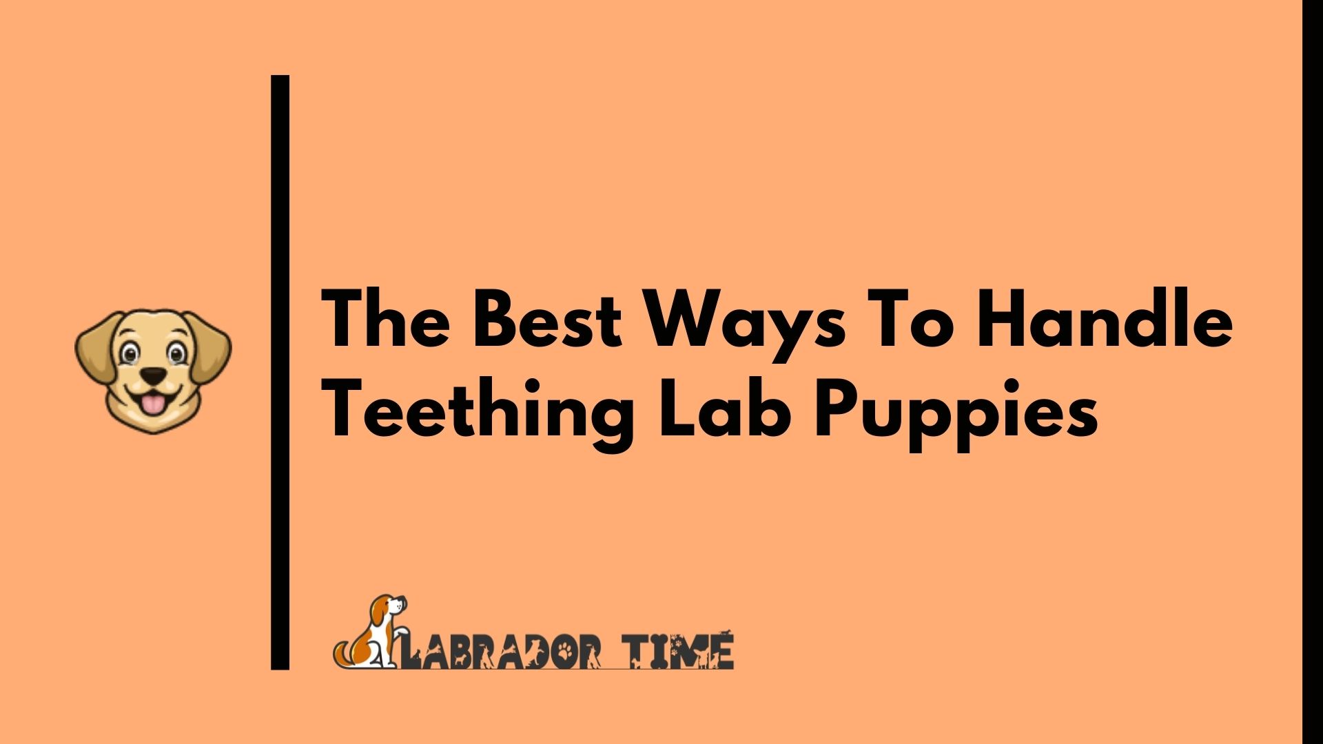 The Best Ways To Handle Teething Lab Puppies Labrador Time