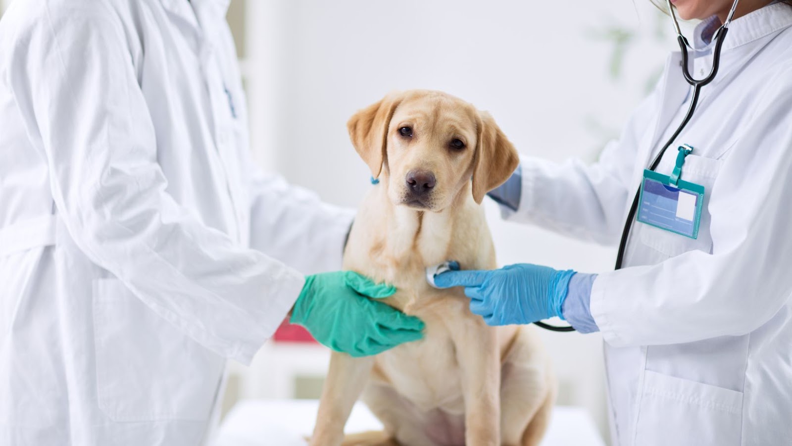 Do You Have Pets? Why Annual Wellness Exam is Important for Them? What Can You Expect