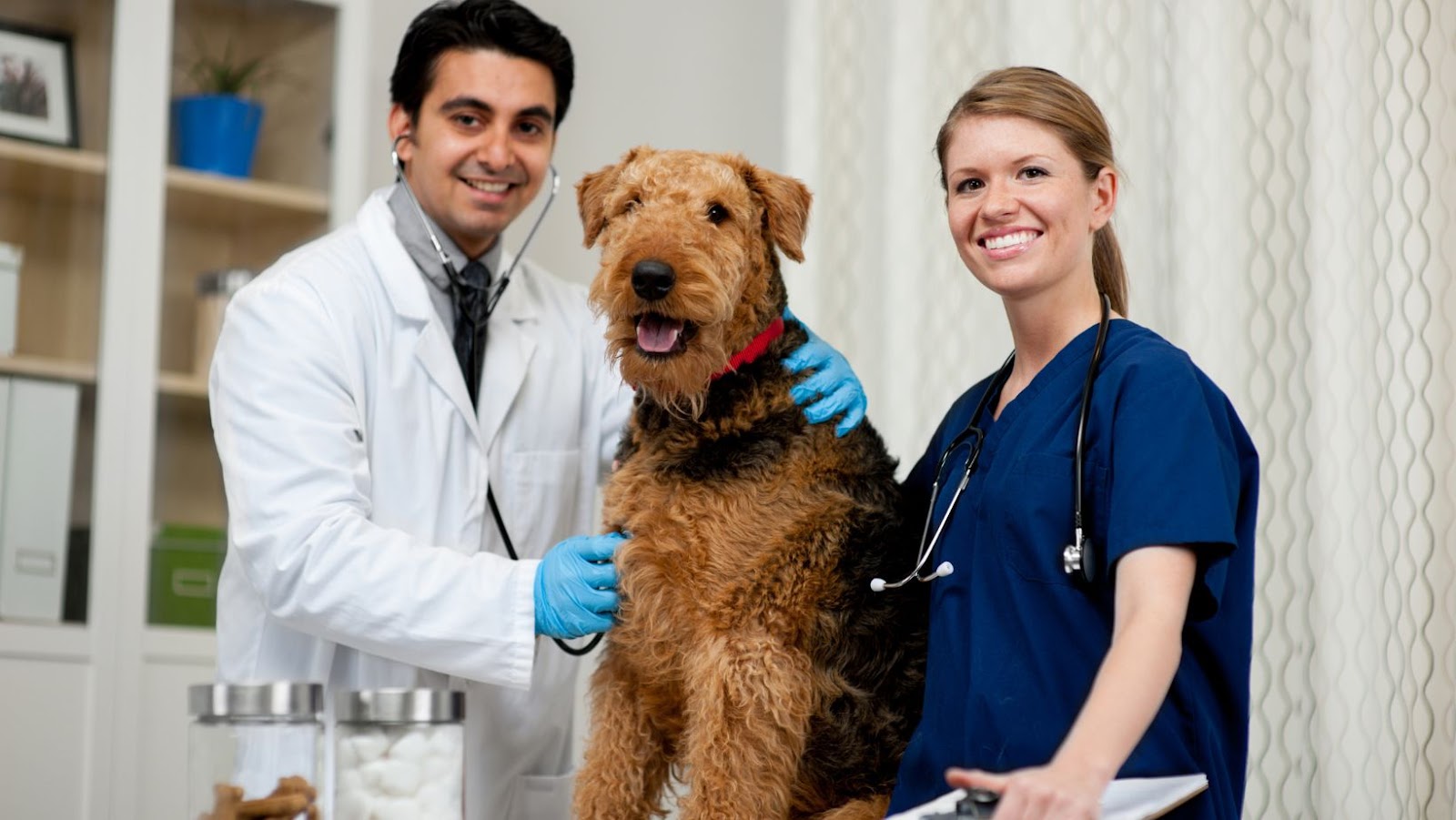 Which Dog Foods Do Most Veterinarians Labrador Time