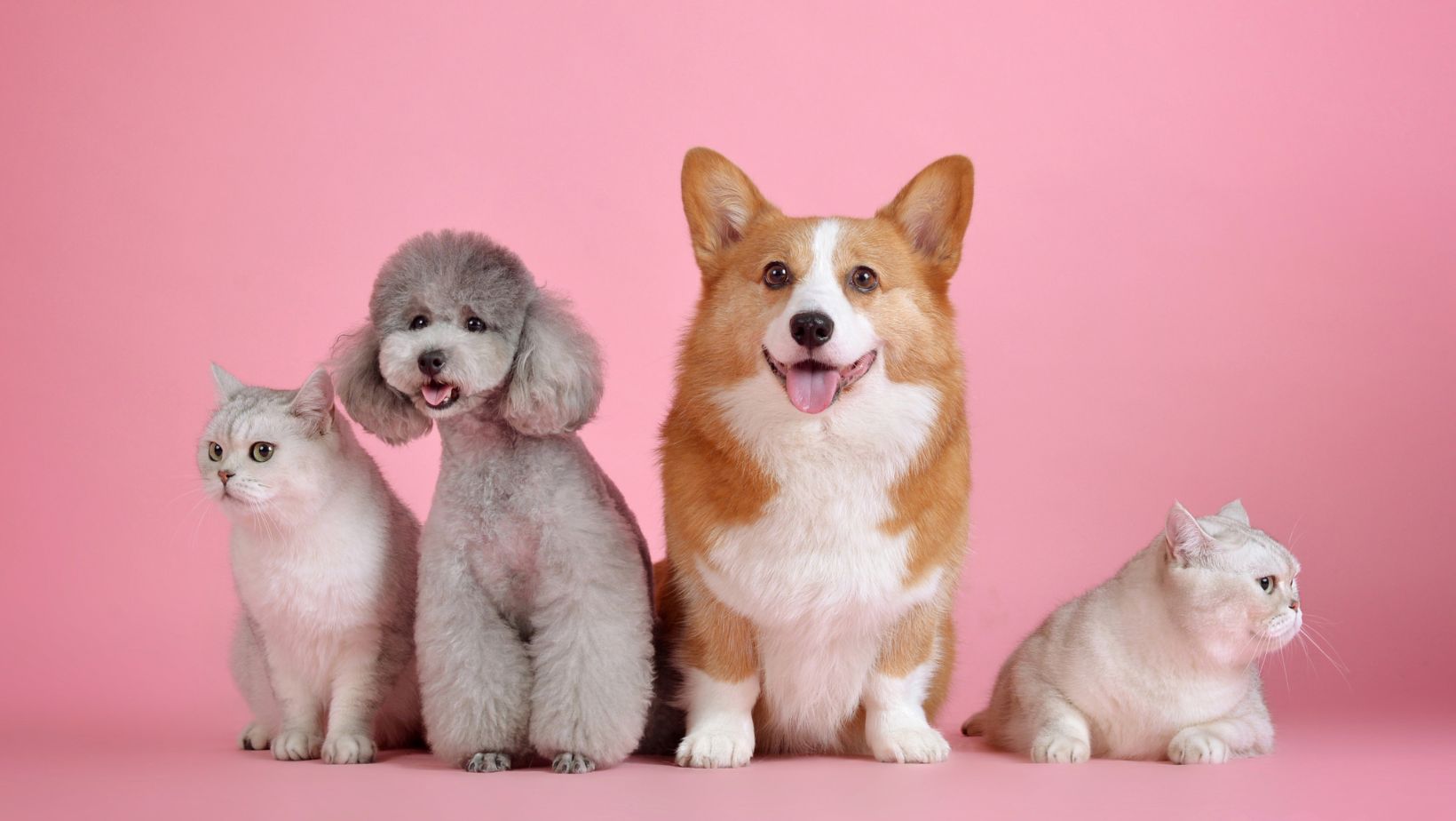 A Guide to Ordering Medications for Your Pet Online