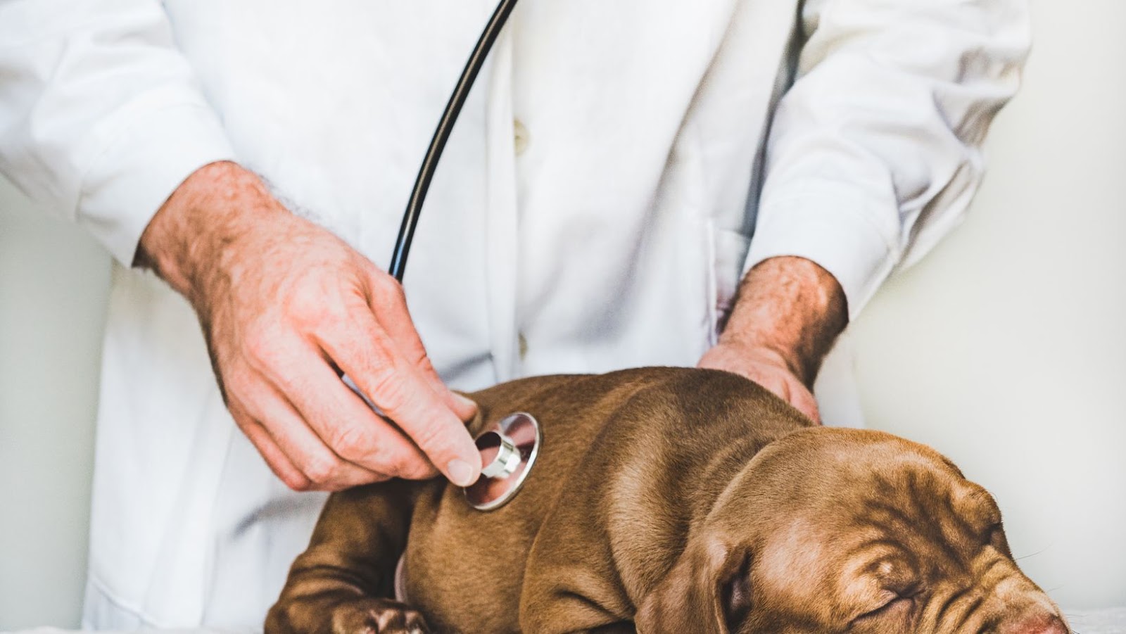 How to Train a 3 Month Old Puppy Socialization for your Labrador