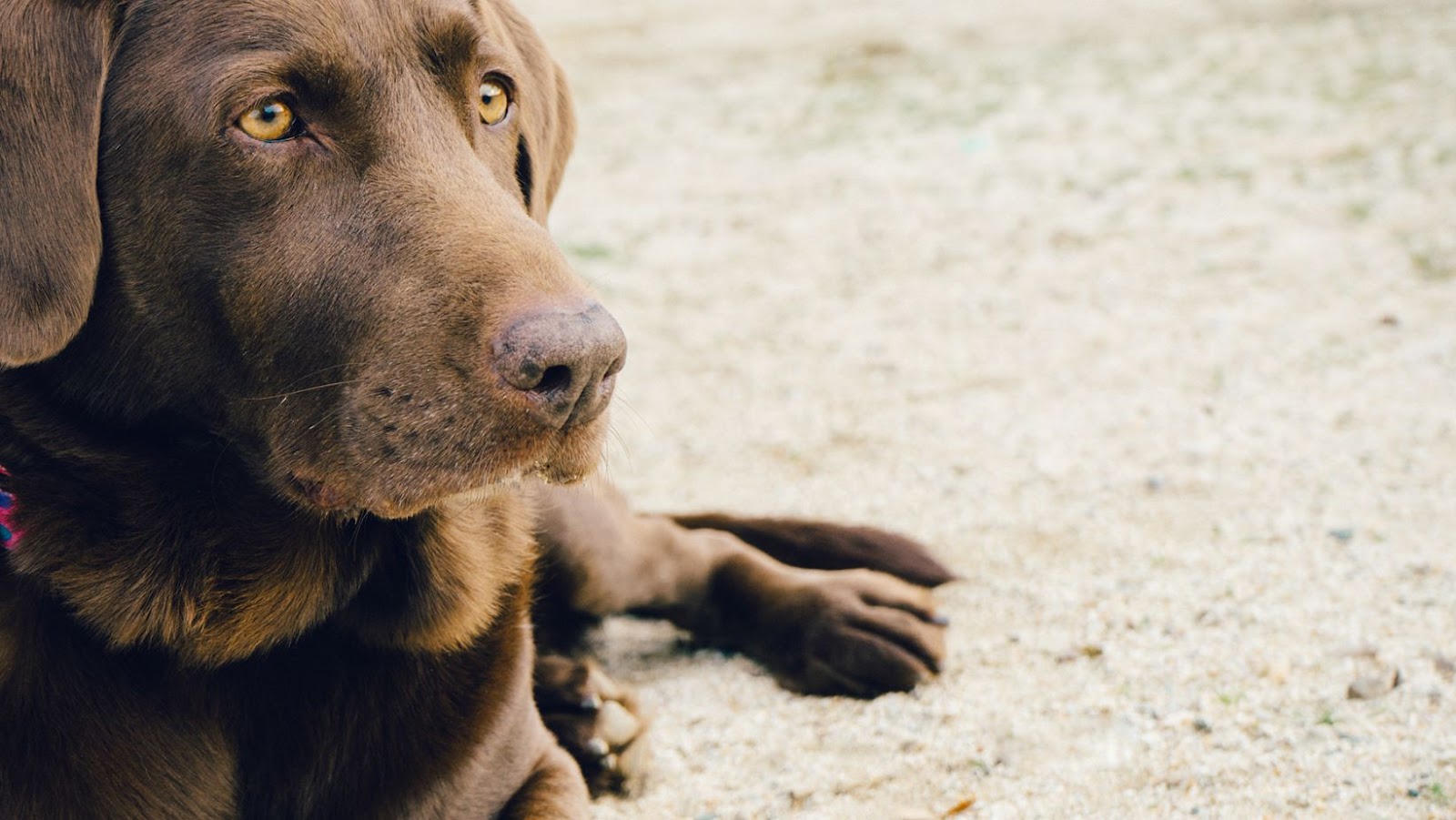 Cesar Millan How to Stop a Dog from Jumping Expert Tips for Training