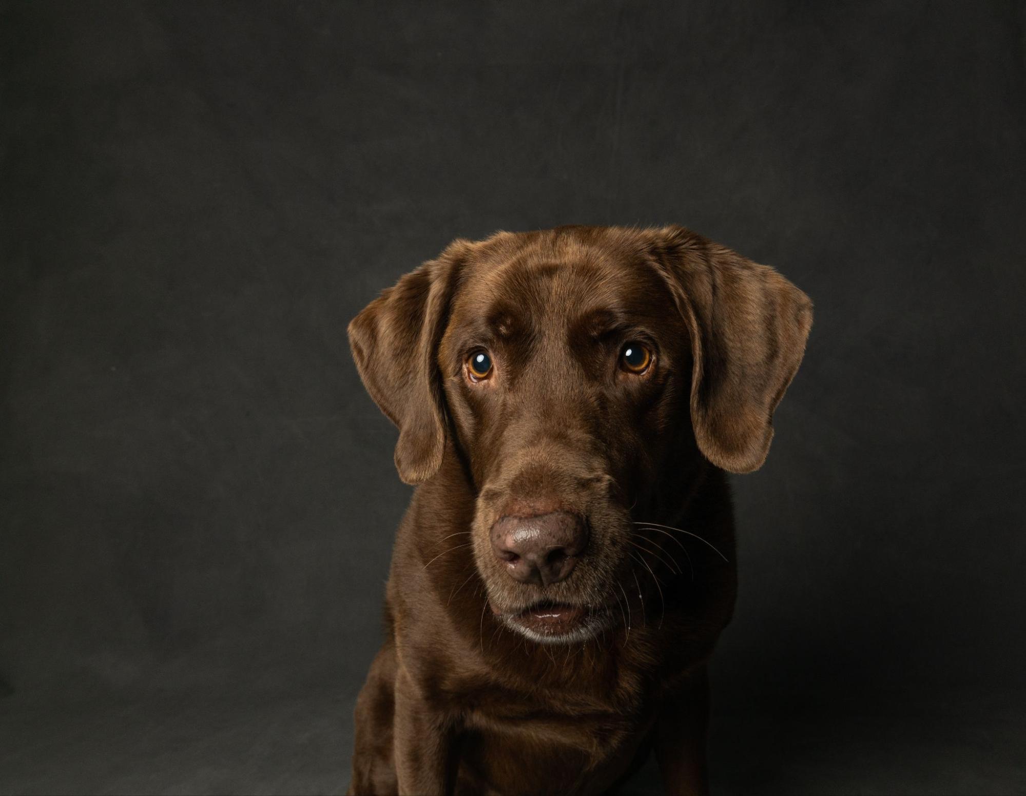 How to Train a Dog to Find Sheds Expert Labrador Tips and Techniques
