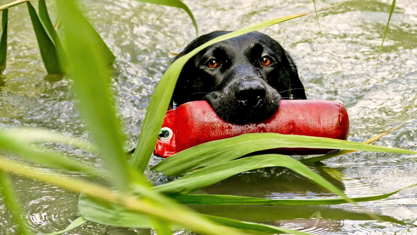 How to Get your Puppy to Stop Crying and Why Labradors Cry Labrador Time