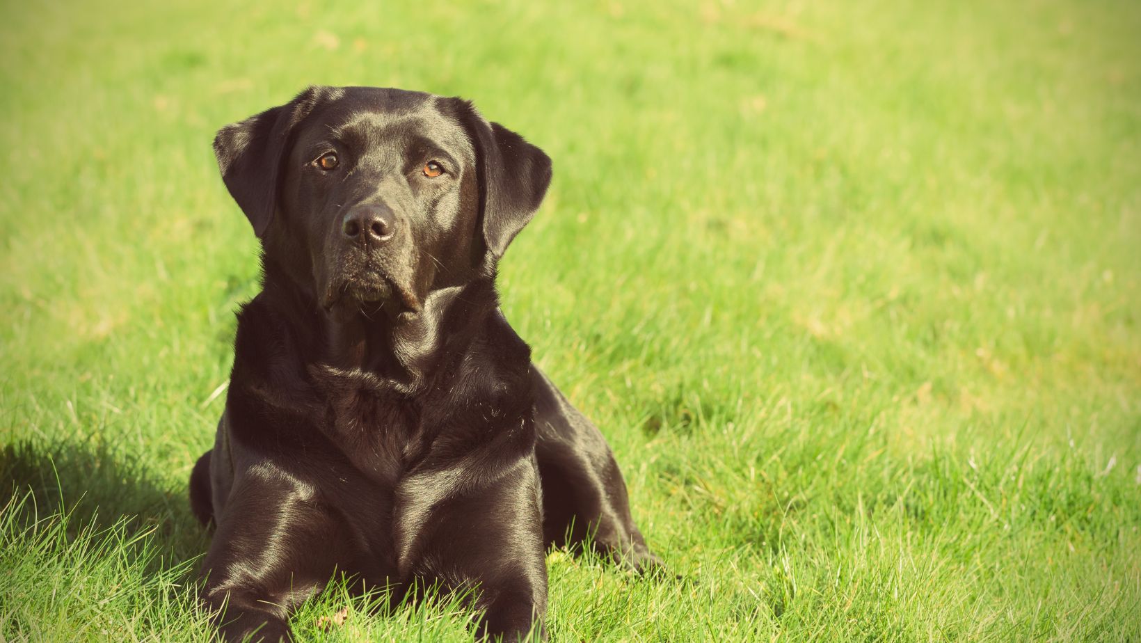 Back Pain in Dogs Common Causes in Labradors Labrador Time