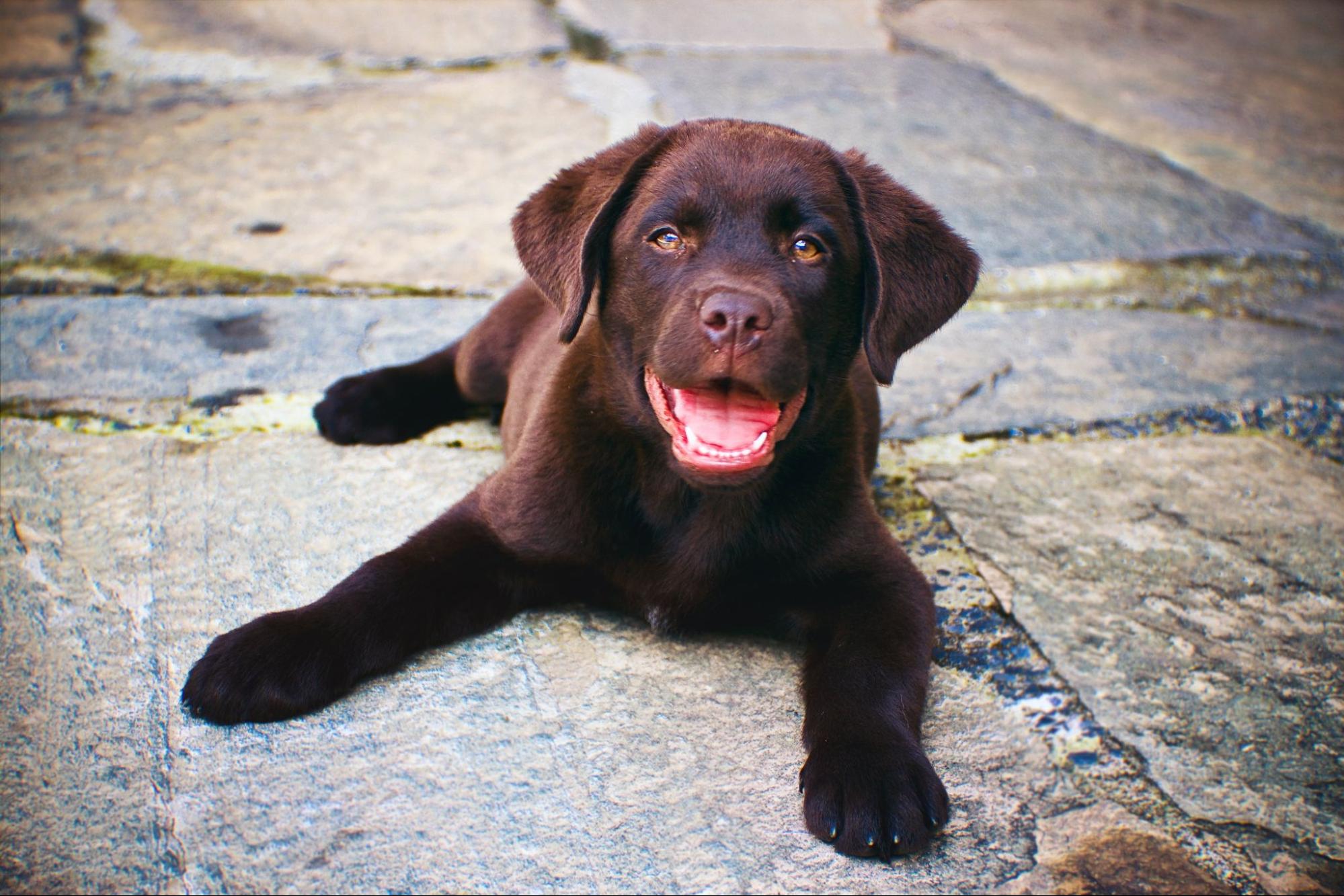 How to Treat Shock Collar Sores Essential Tips for Labrador Owners Labrador Time