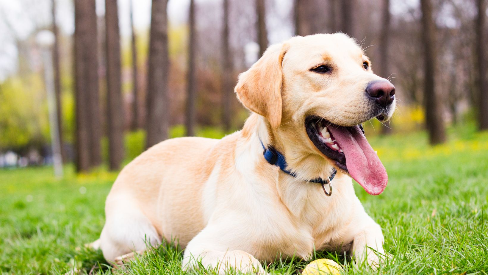 How to Potty Train a Stubborn Dog Expert Tips for Labrador Owners