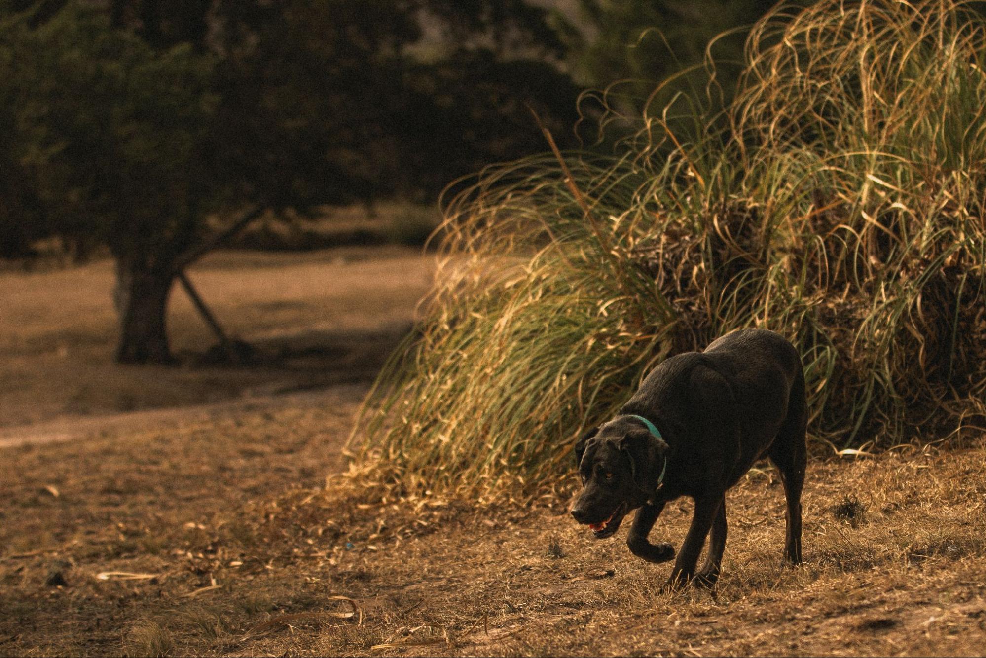Can I Feed my Dog Fish FAQs About Feeding Fish to Labradors