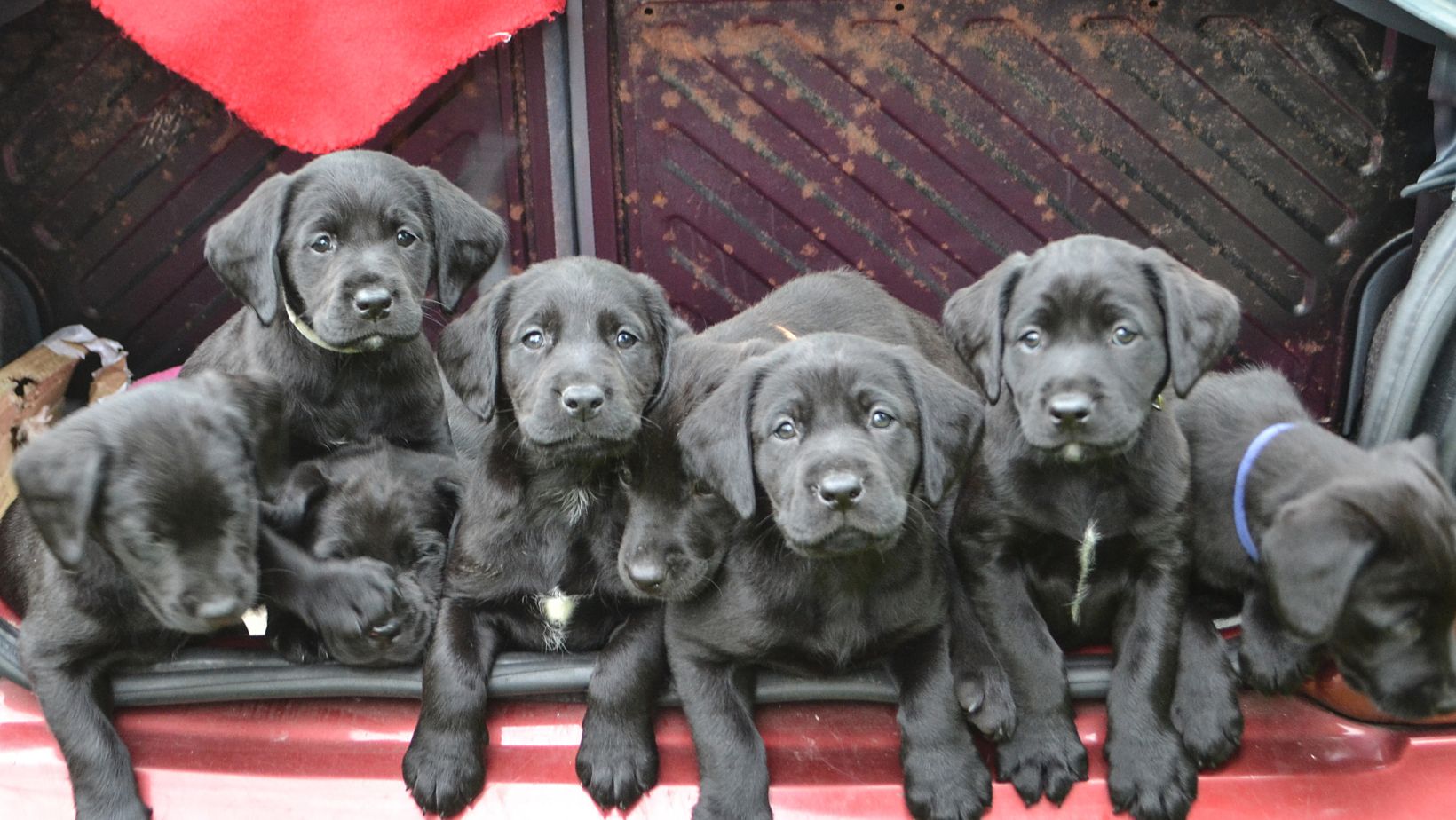 How to Potty Train an Older Dog and What is the Best Time to Start