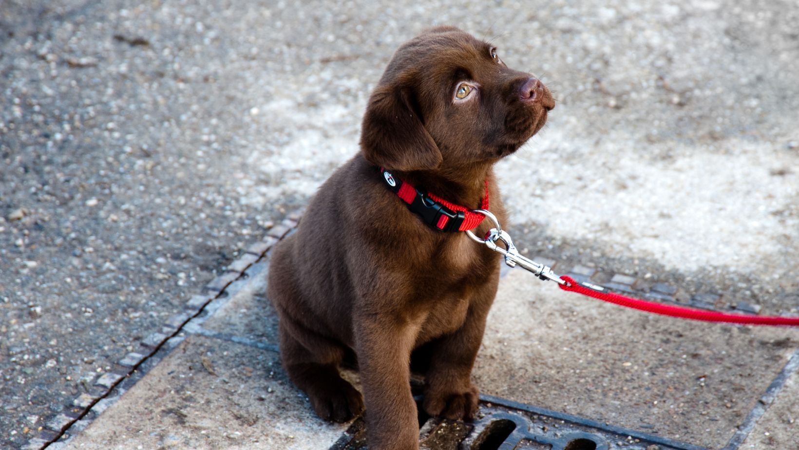 How to Train a Puppy to Heel Start Training your Labrador Labrador Time
