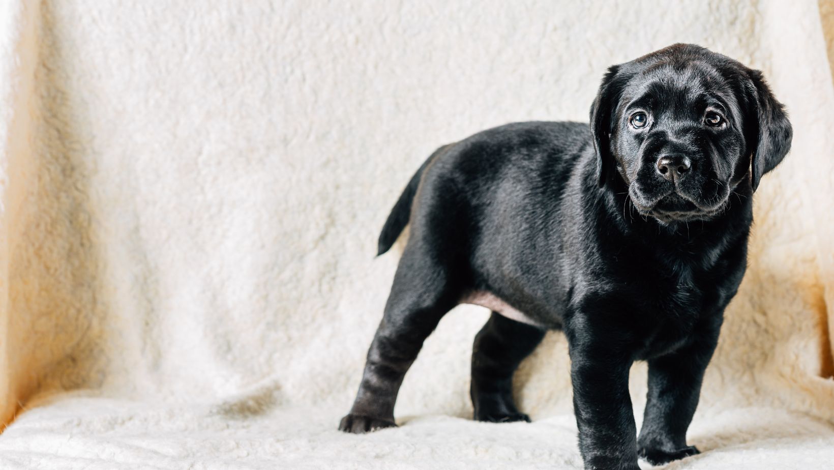 Are Dogs Allergic to Cinnamon Ask Vet for Labradors Labrador Time