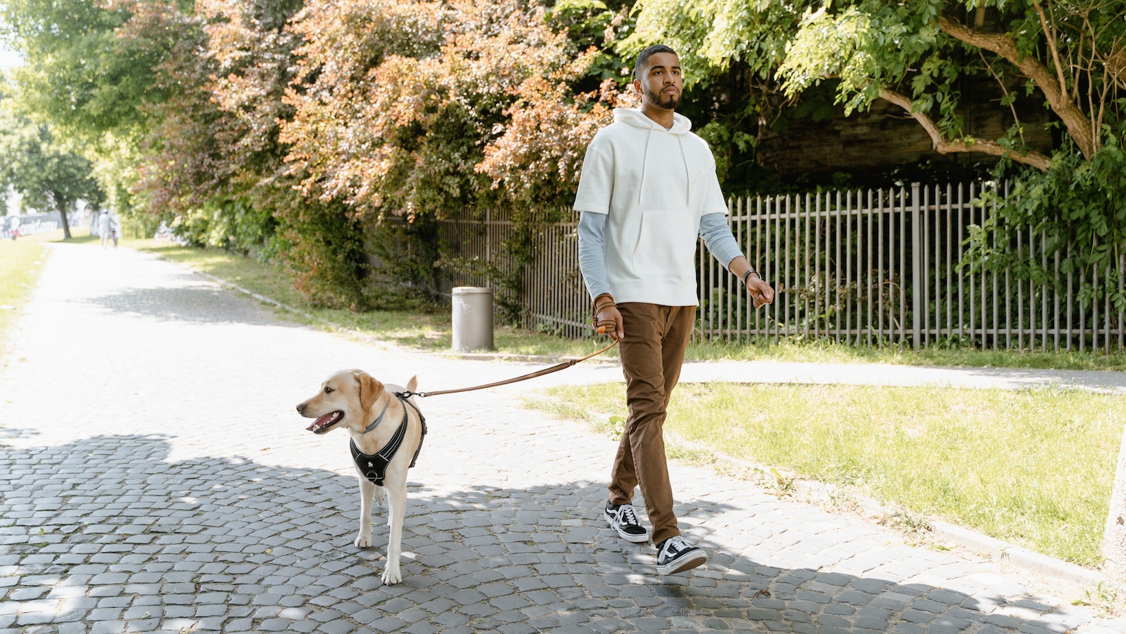 How to Get Dog to Walk Beside You Master the Art of Leash Labrador