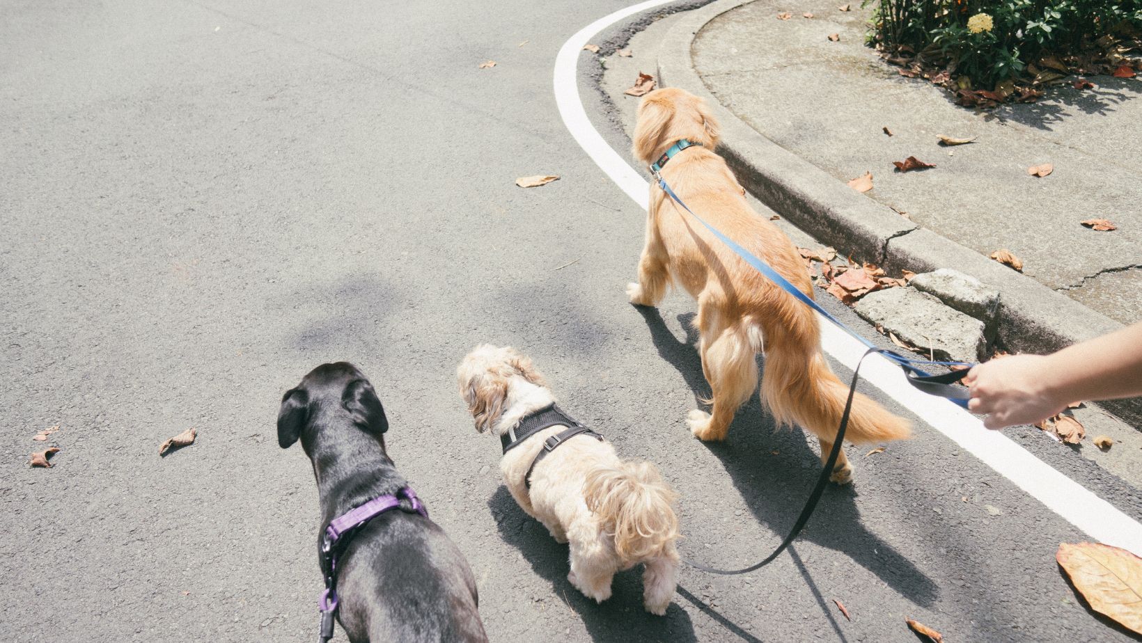 How to Potty Train a 6 Week Old Puppy Resources for Labradors