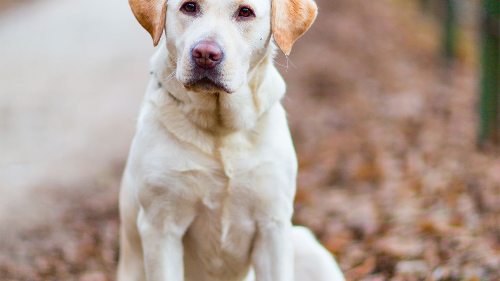 How to Stop your Dog from Jumping on You Troubleshoot Problems with