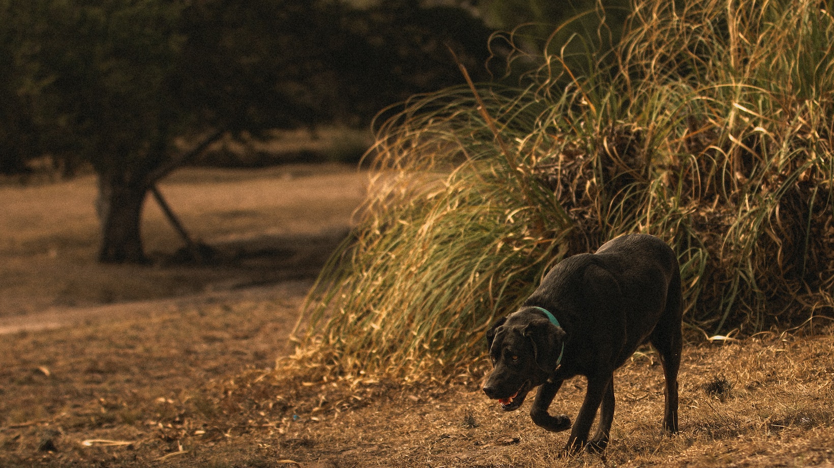 Tricks For Labrador How To Get Dog To Sleep Alone At Night Labrador Time