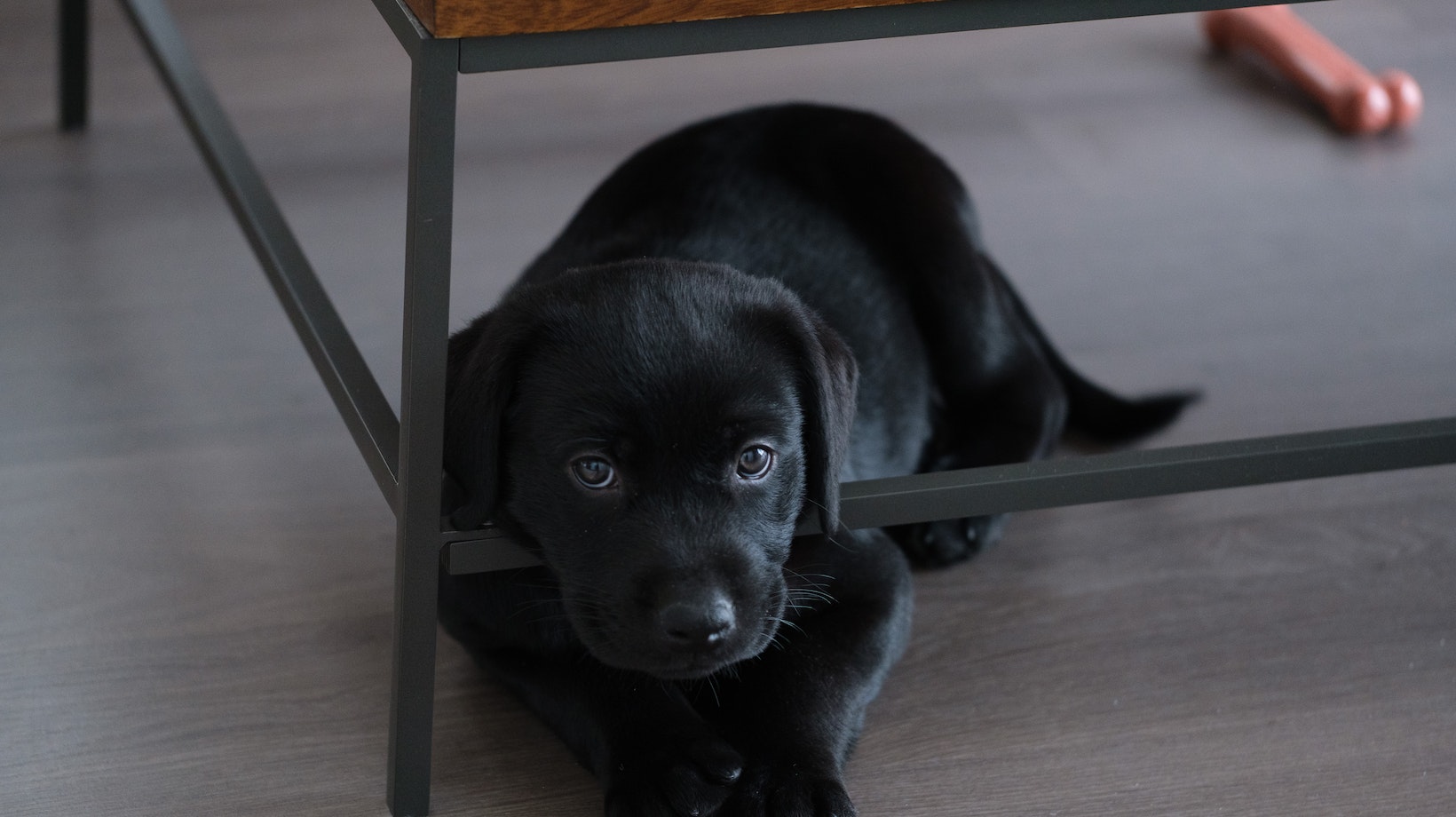 Find Out The Surprising Truth For Labrador Are Dogs Allergic To