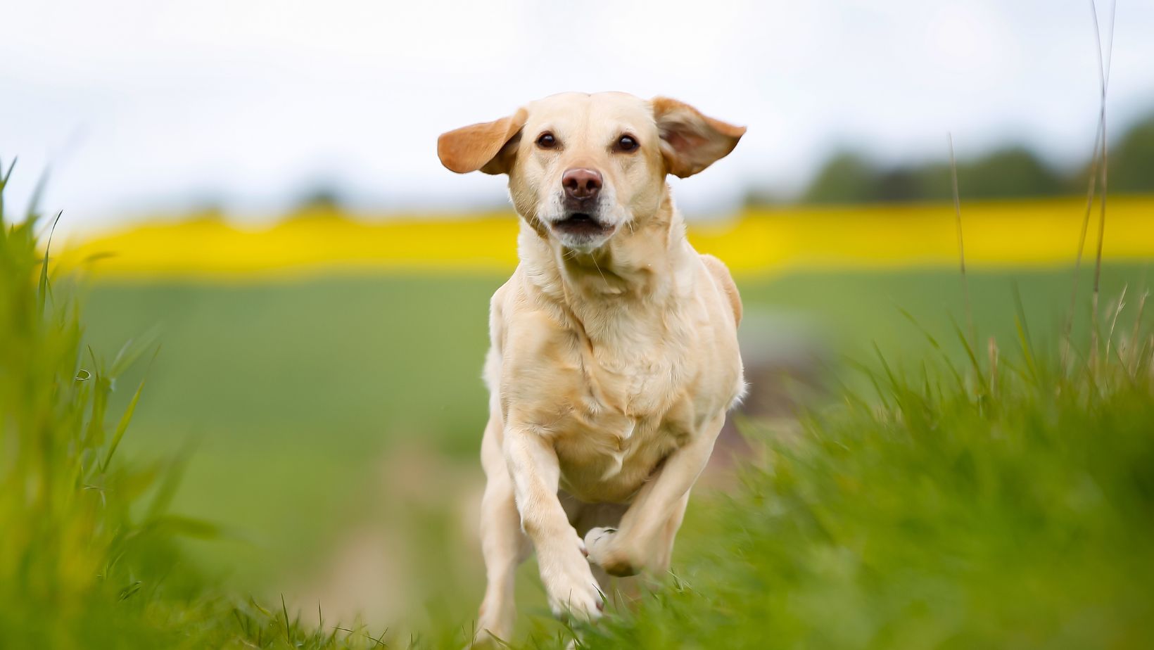 How to Train a Dog to Calm Down Teaching the Labrador with Basic
