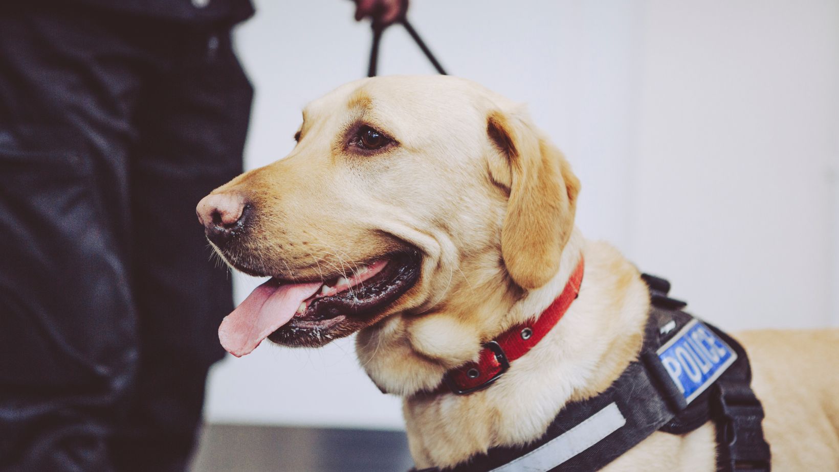 How to Train an Emotional Support Dog Labrador Success Stories