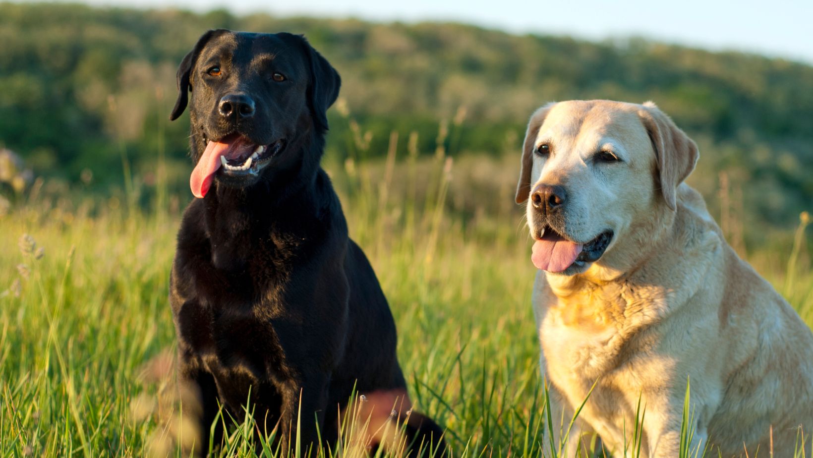 How to Stop Dogs from Licking you Consequences of Labradors