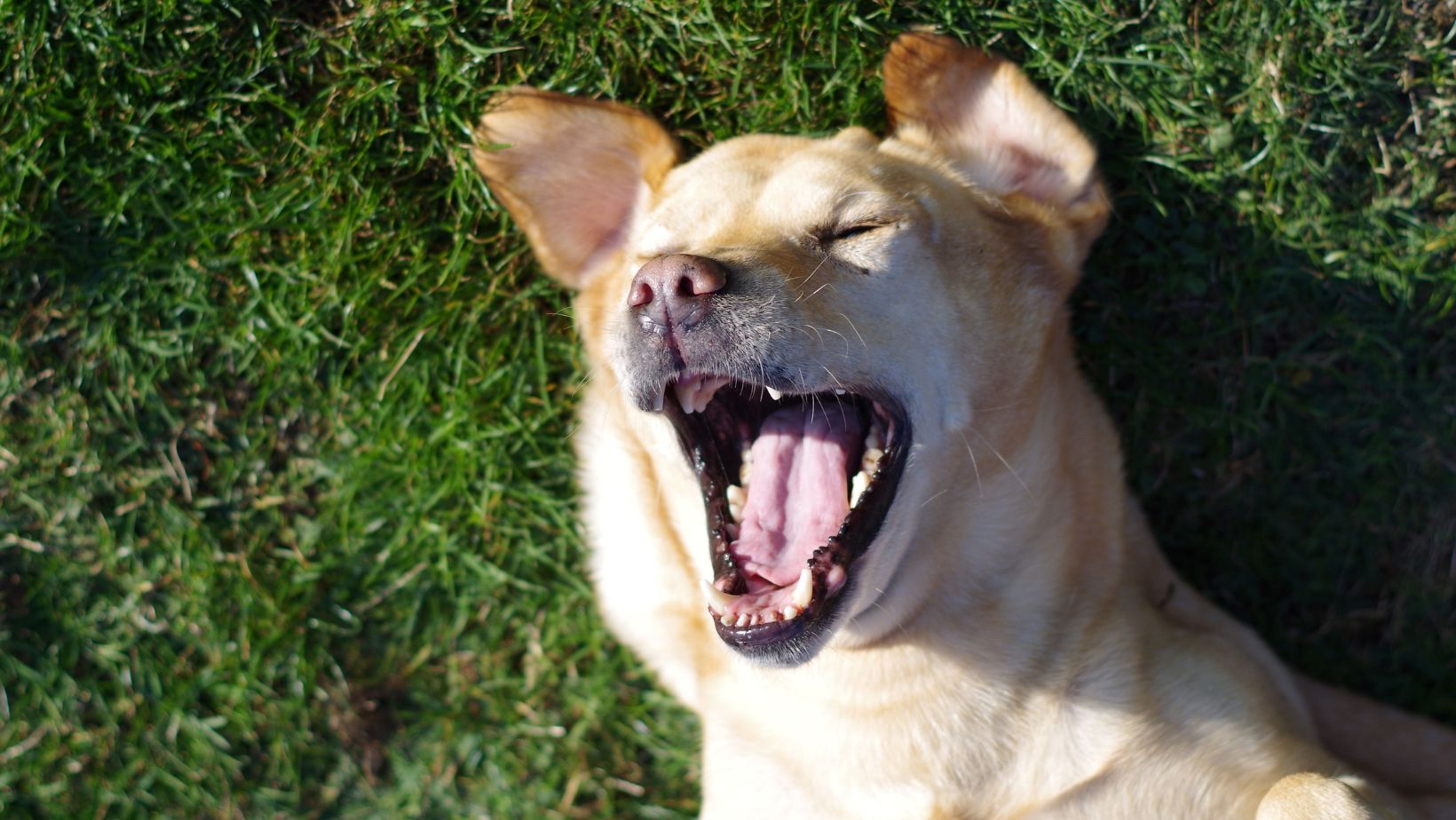 How to Get Your Dog to Come to You Keep Your Labrador Coming to You