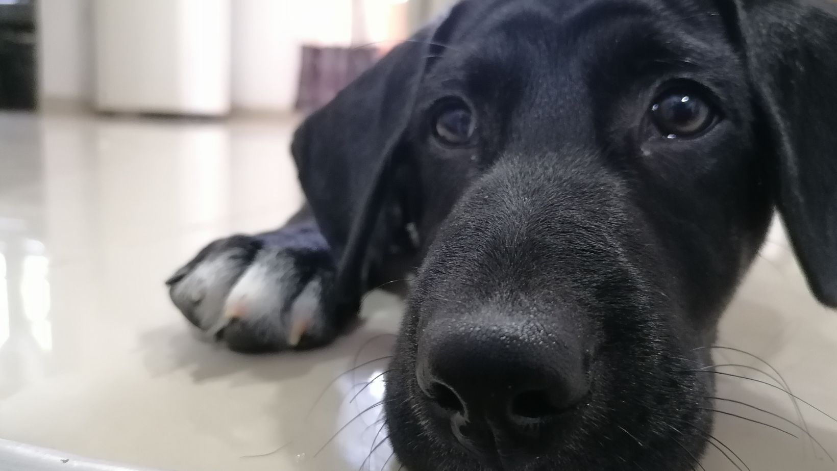 How to Train an Aggressive Dog with Other Dogs Identify Aggressive