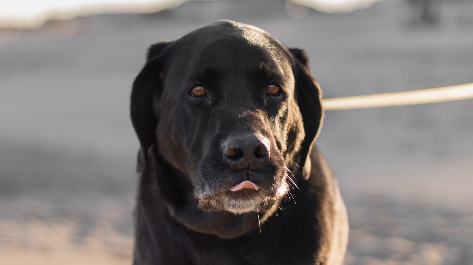 Why Is My Dog Eating Her Poop Understanding This Labrador Behavior