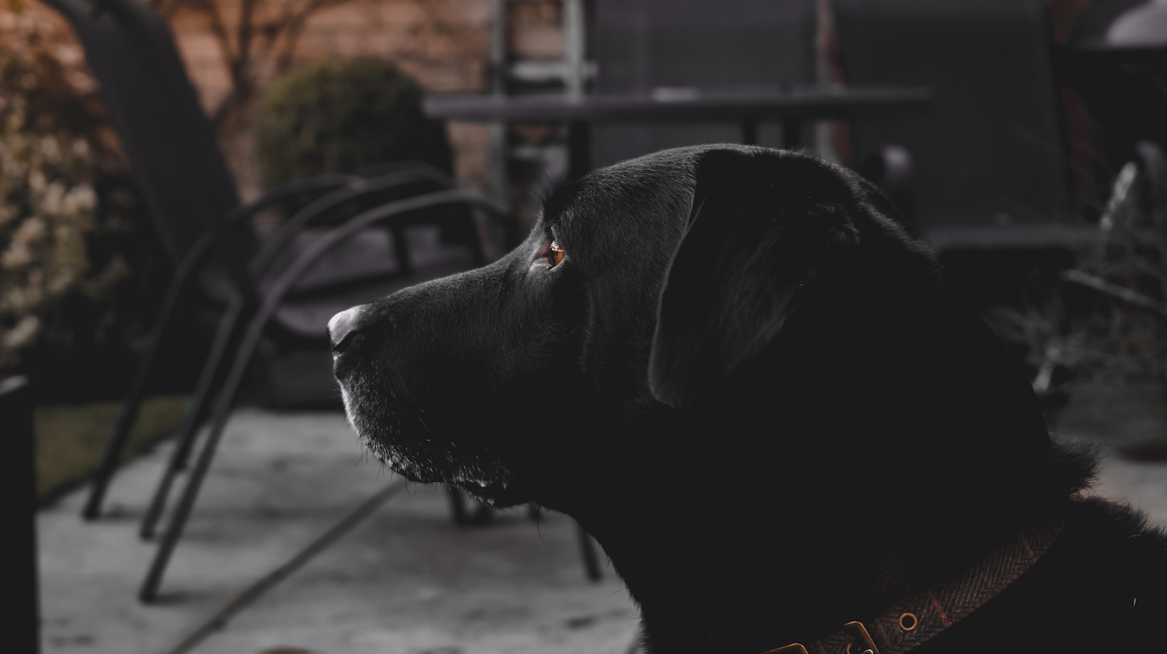 Understanding This Labrador Behavior Why Is My Dog Eating His Poop