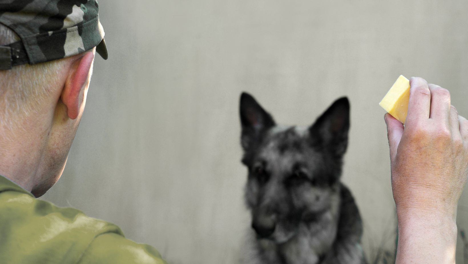 Are Dogs Allergic To Cheese? What to Avoid for your Labrador Labrador Time