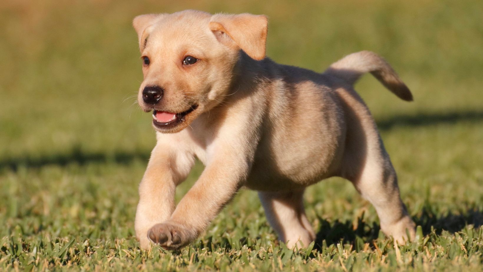 How to Train Puppy to Pee on a Pad Consistent Potty Training in Labrador Labrador Time