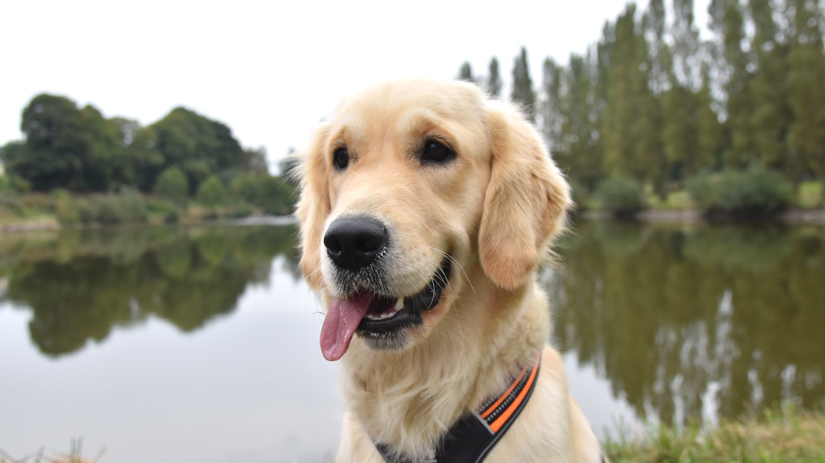 Master The Art Of Pampering Labrador How To A Certified Dog