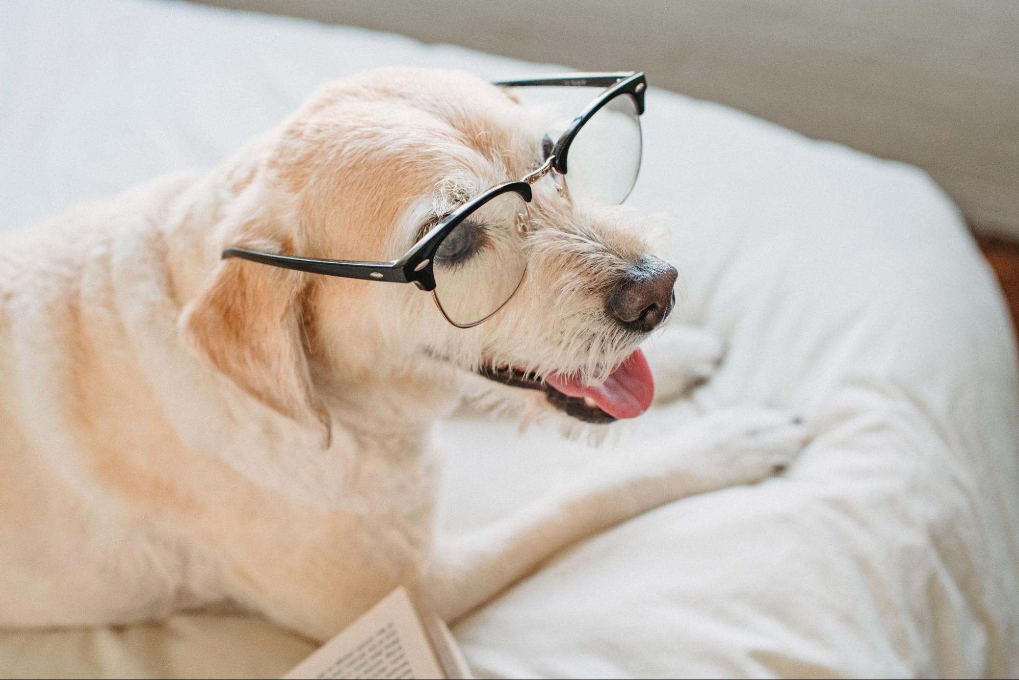 The Certification Process for Labradors How to Get your Dog Certified