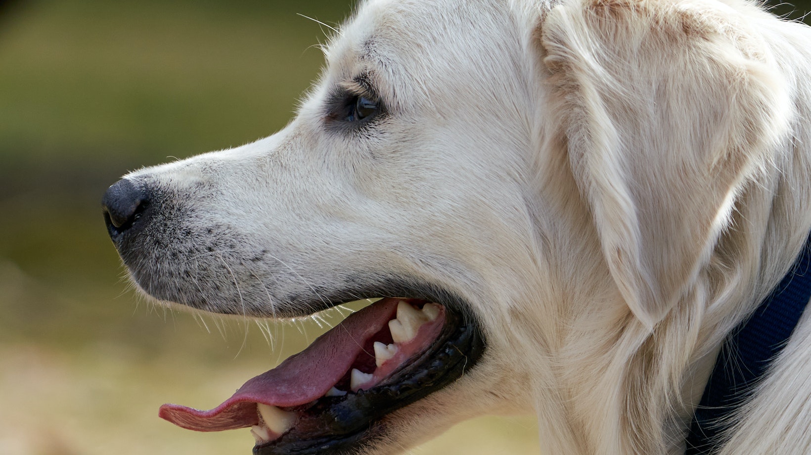 Find Out the Reason for Labrador Drooling Why Is My Dog Drooling So Much Labrador Time
