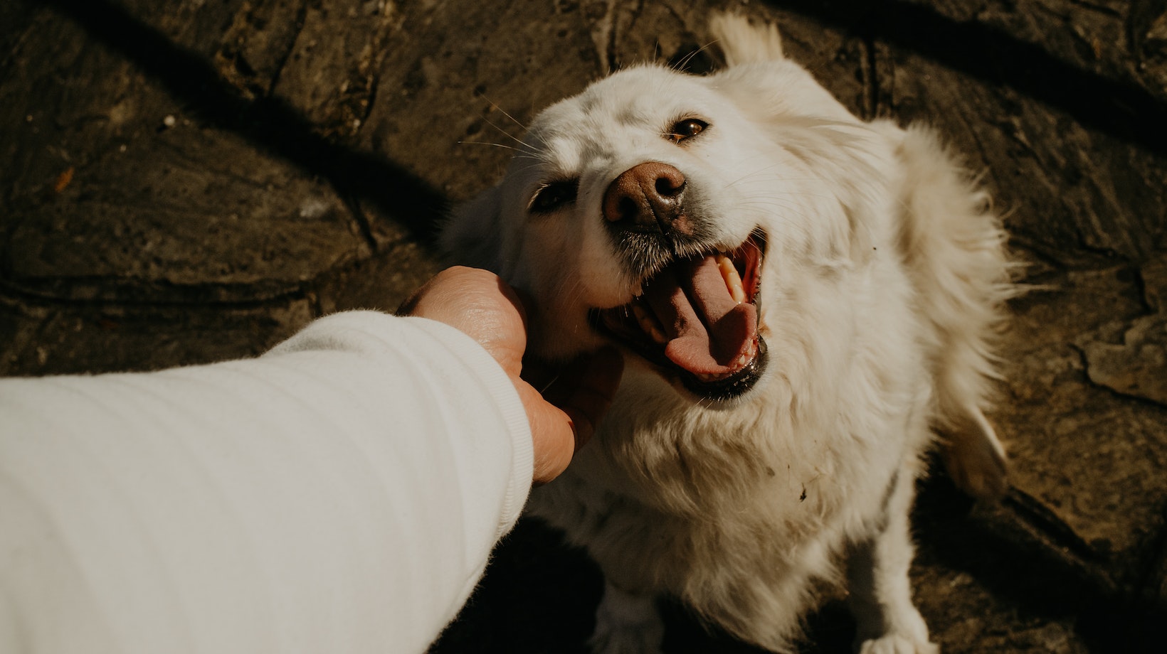 Quick and Effective Methods for Labrador How to House Train a Puppy
