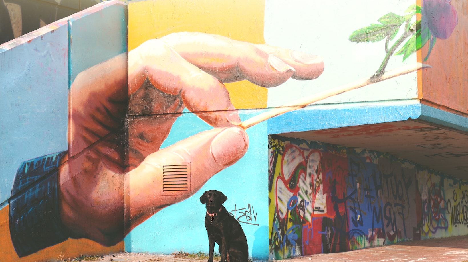 The Ultimate Labrador Guide How to Get a Dog Therapy Certified