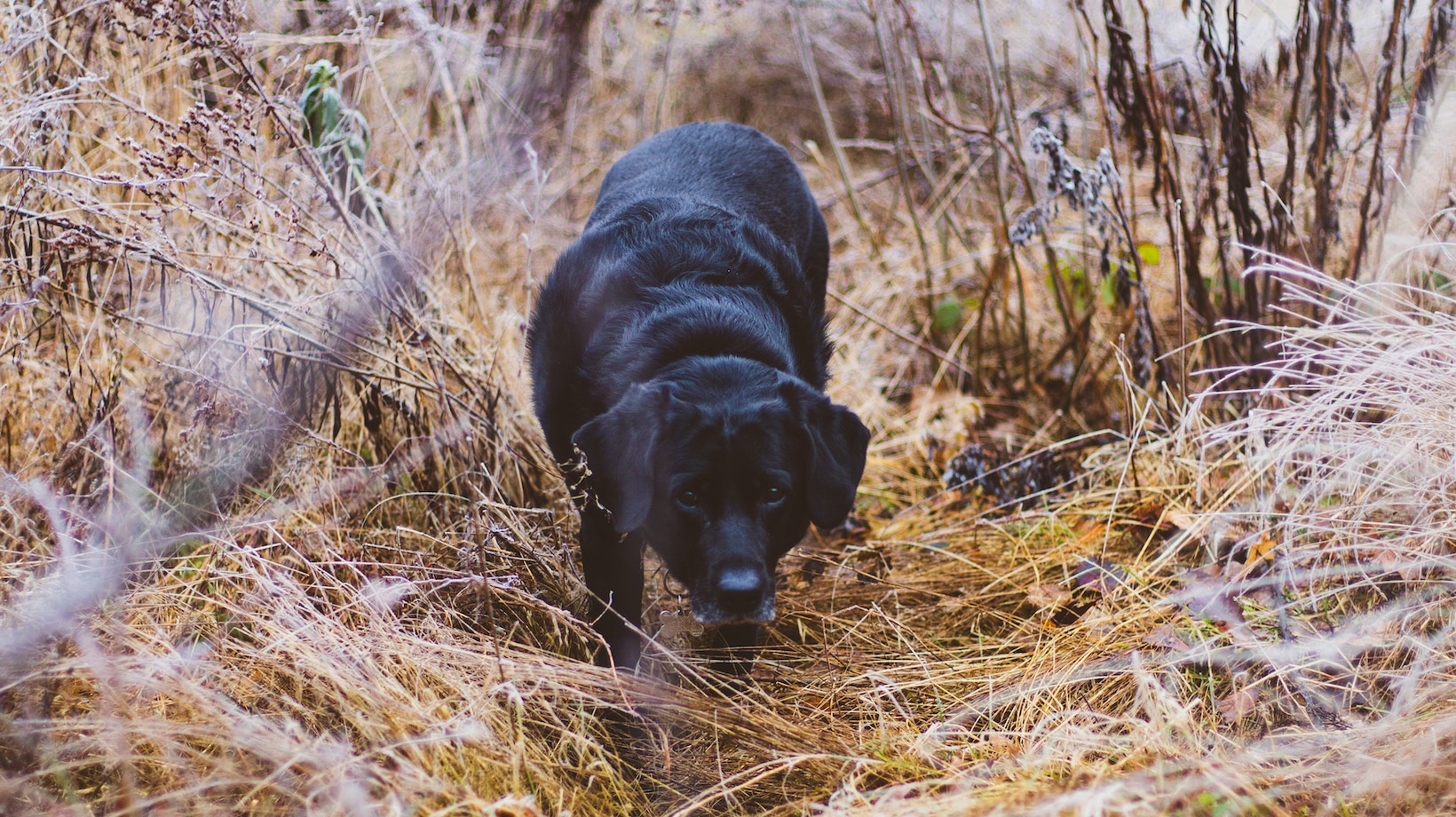 The Ultimate Labrador Guide How Old to Potty Train Puppy Labrador Time