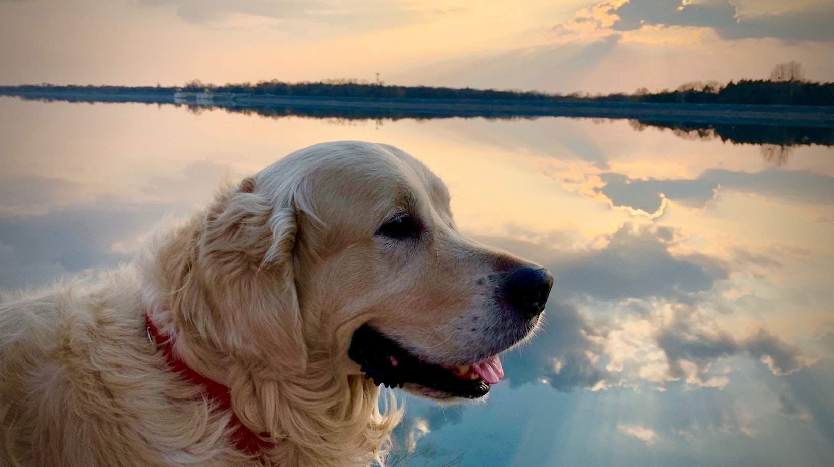 A StepbyStep Guide for Labrador How to Get Your Dog Registered as a