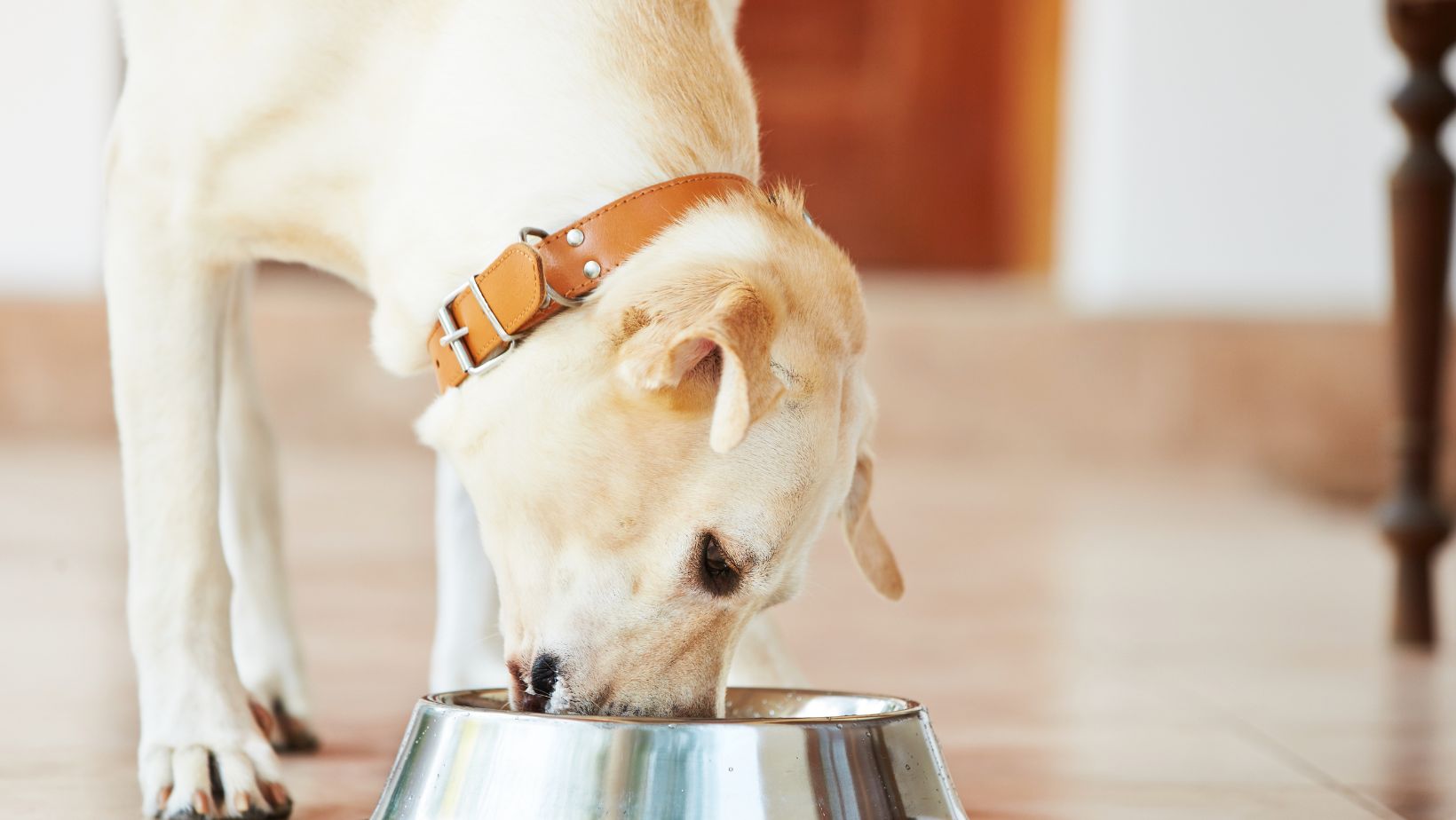 How to Get a Puppy to Stop Crying Common Reasons Labradors Cry