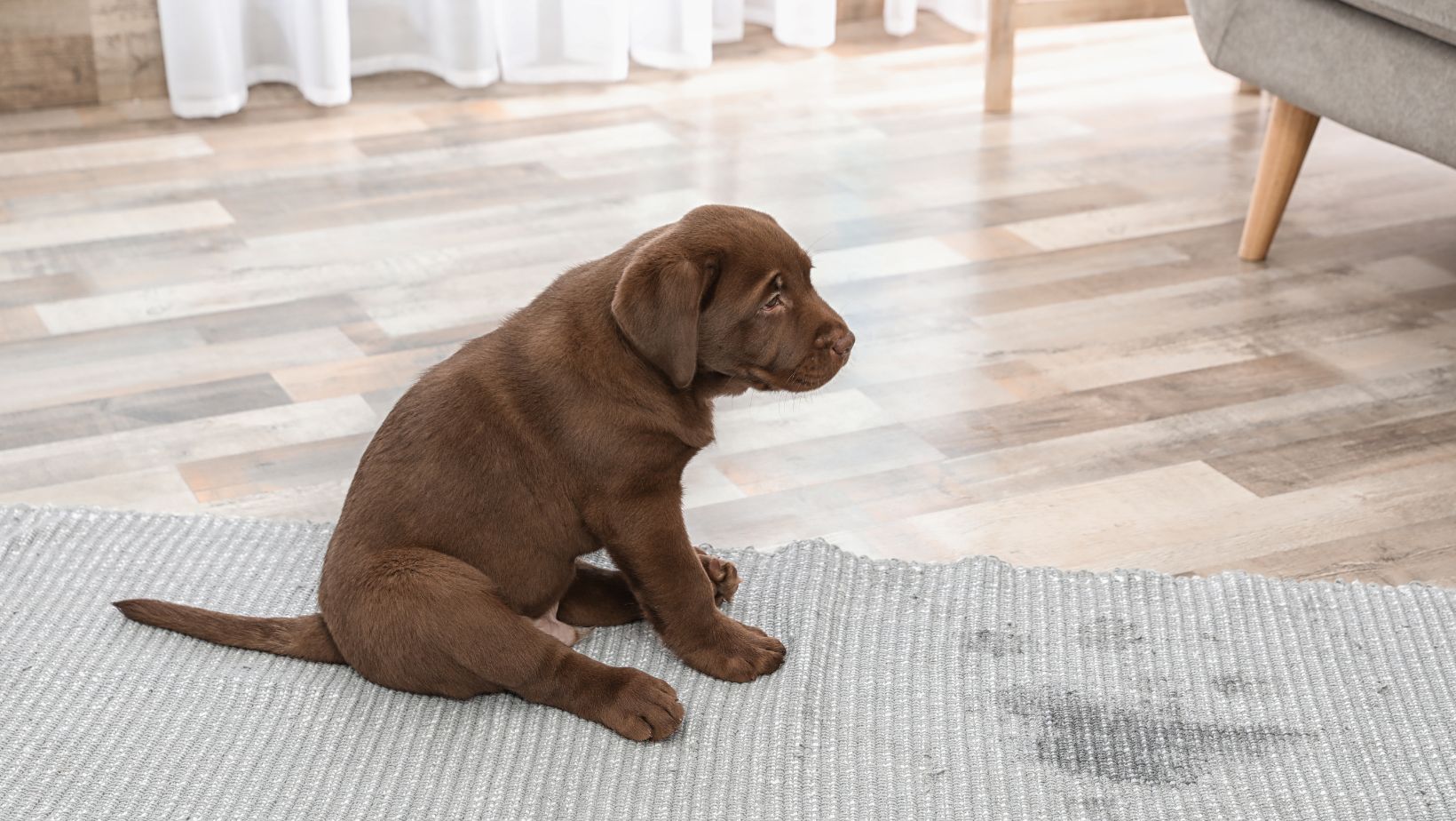 Tips for Your Labrador Troubleshooting Common Challenges for How to Potty Train Your Dog