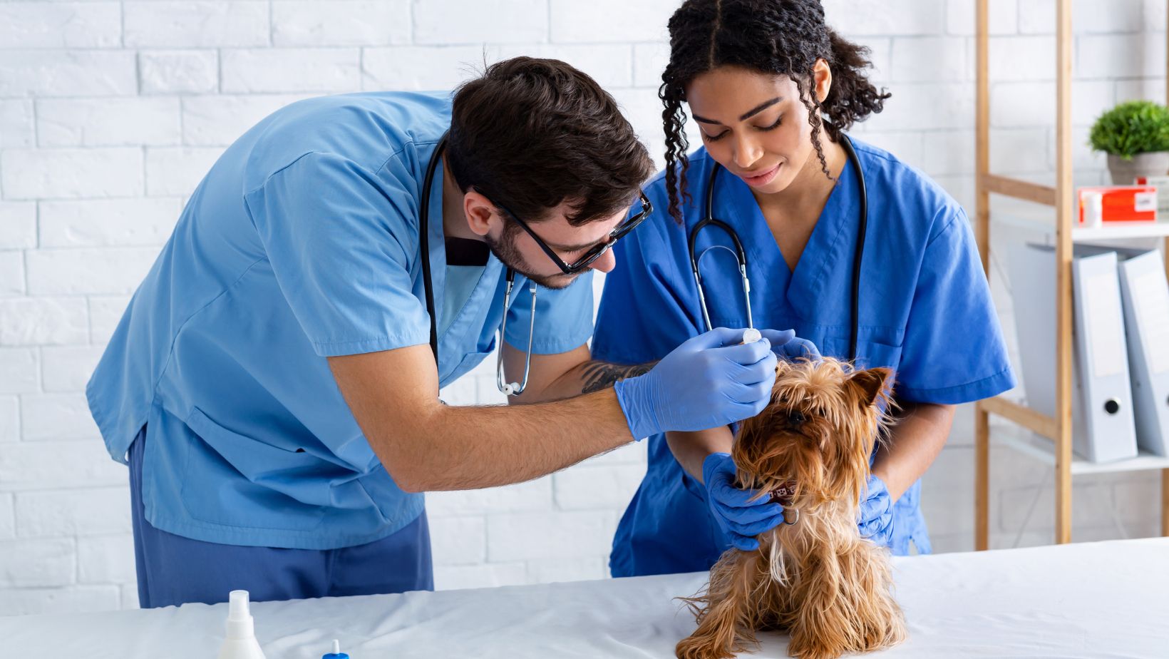 Diagnosing And Treating Ear Infections in Dogs A Veterinary Guide