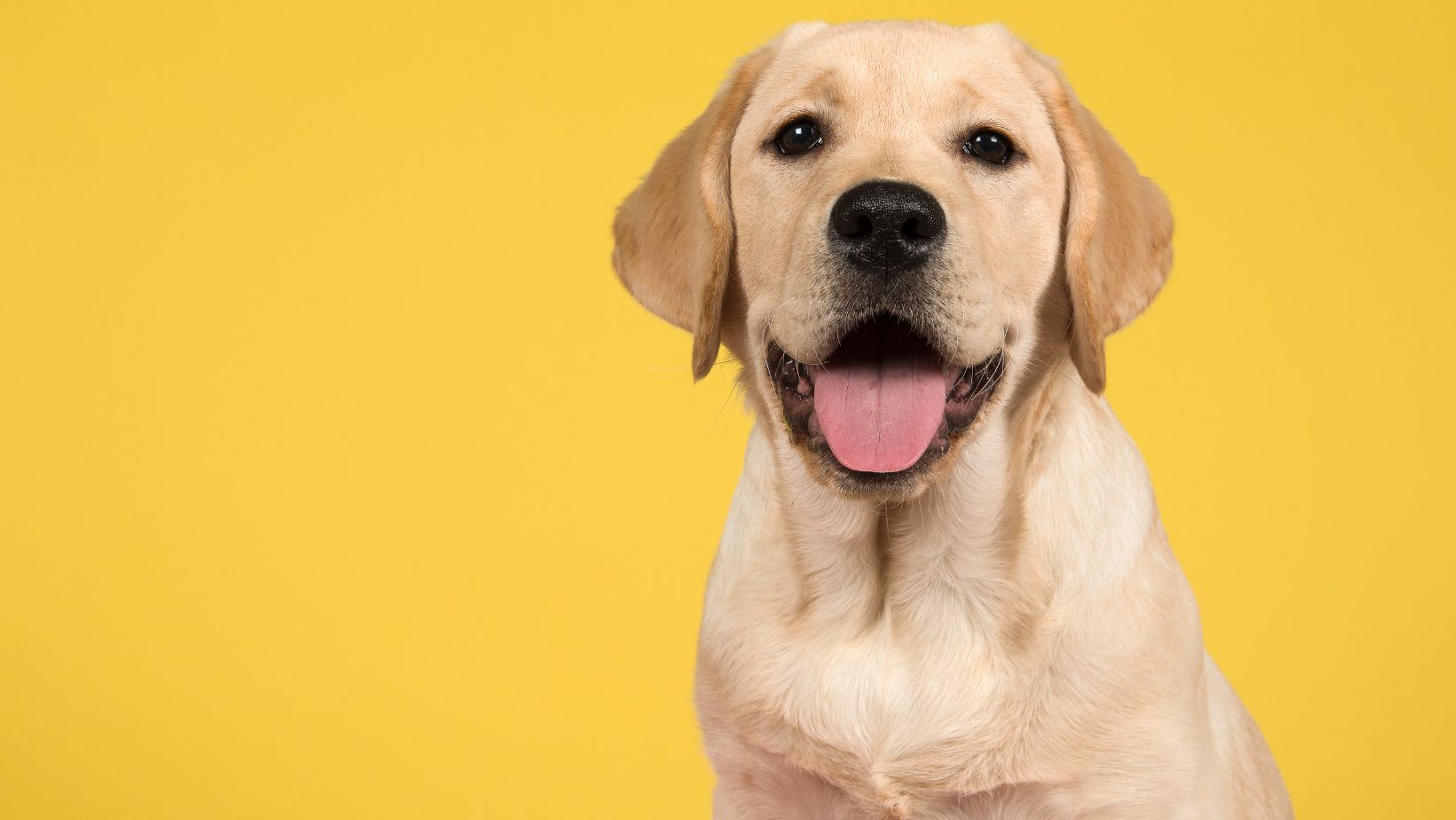 How To Get My Dog To Stop Barking Workable Solutions for Labrador Labrador Time