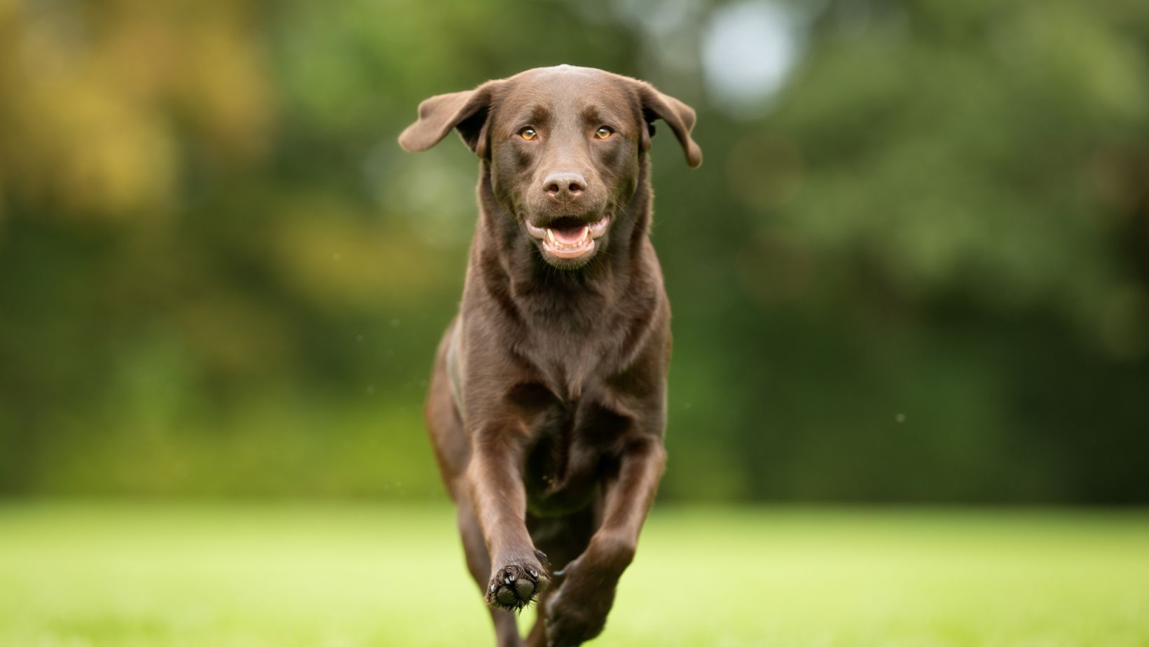 Tips For How To Kennel Train A Dog Labrador Labrador Time