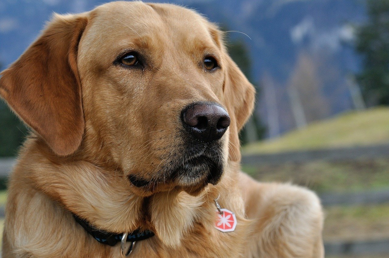 Are Labradors Hypoallergenic? A Clear Guide to Hypoallergenic Dog