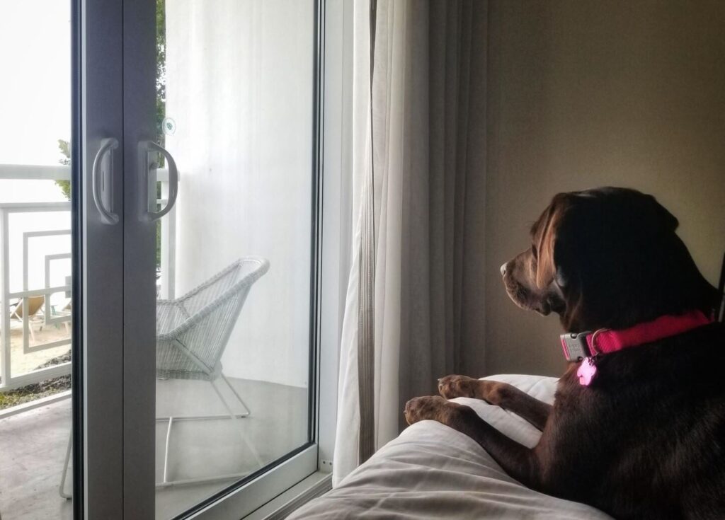 What Hotel Chains Allow Large Dogs