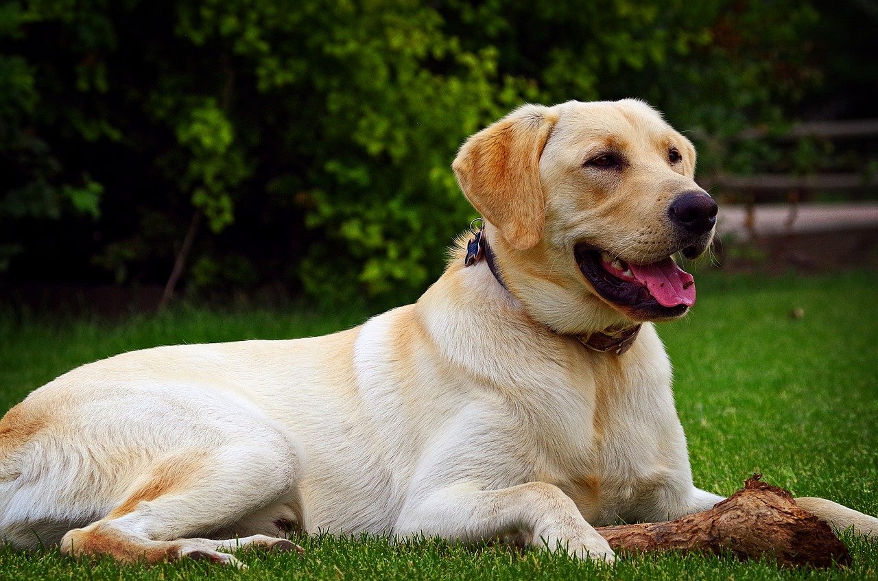 Microchipping Your Dog Costs & Benefits of Microchips For Labs